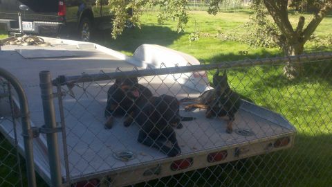 1978 Ford Mustang II - Three dogs are resting on a trailer parked outdoors, with a truck visible behind them.