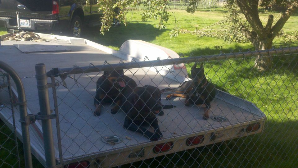 Three dogs on a flatbed trailer, with a pickup truck in the background