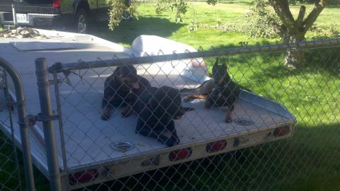 1978 Ford Mustang II - Several Doberman puppies are resting on a trailer in a grassy yard.