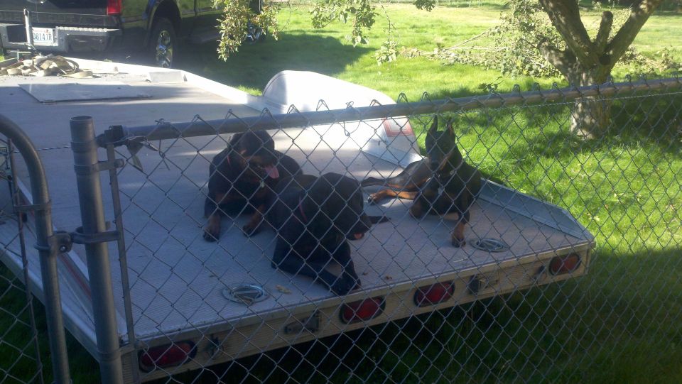 Four Doberman puppies on a flatbed trailer, with a pickup truck in the background