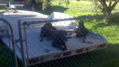 1978 Ford Mustang II - Three Doberman puppies rest on a trailer deck, with a pickup truck visible in the background.