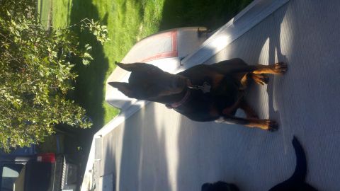 1978 Ford Mustang II - A Doberman Pinscher rests on a deck in the sun.