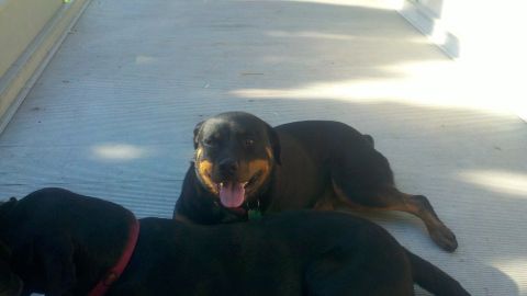 1978 Ford Mustang II - Two rottweilers rest on a sunlit concrete patio.