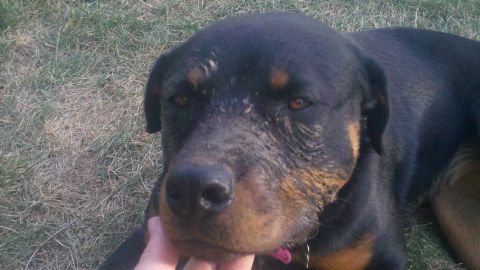 1978 Ford Mustang II - A Rottweiler dog with dirt on its face lies on the grass while a hand pets its chin.