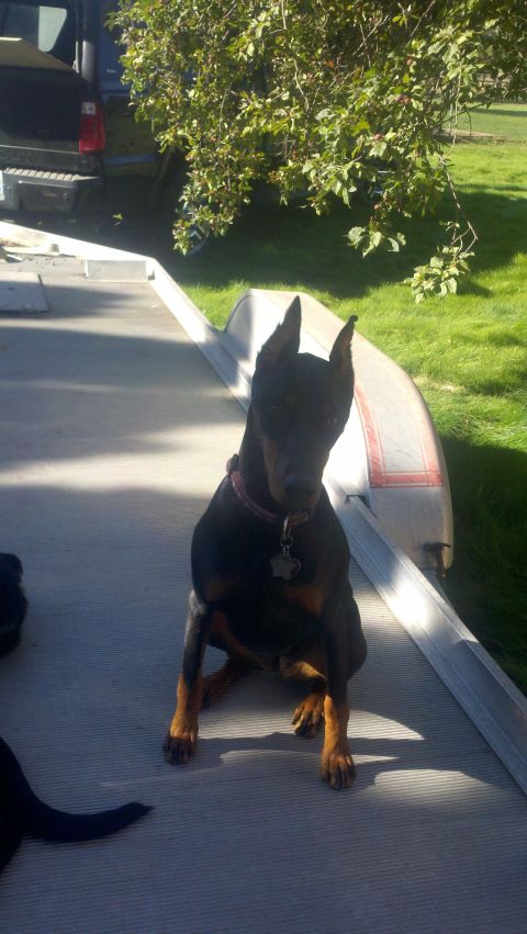 1978 Ford Mustang II - A Doberman Pinscher dog sits on a ramp outdoors, with a canoe and a vehicle in the background.
