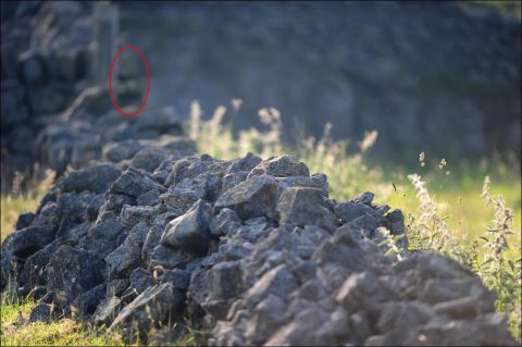 1996 Ford Bronco - A small animal is visible behind a stone wall, partially obscured by tall grass.