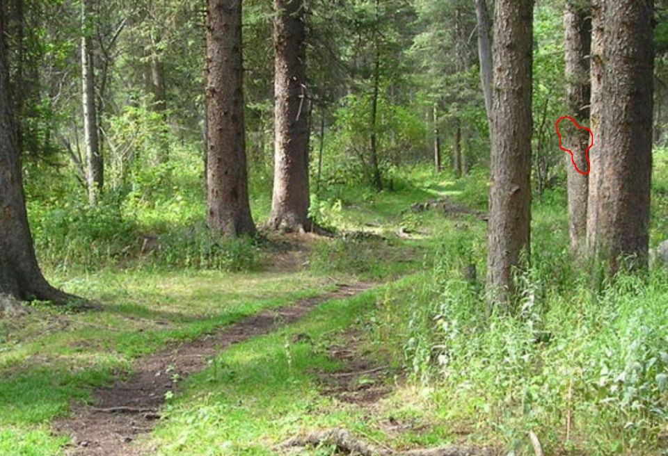Dirt path through a forest with tall trees and green foliage. A red circle highlights a small object on a tree trunk