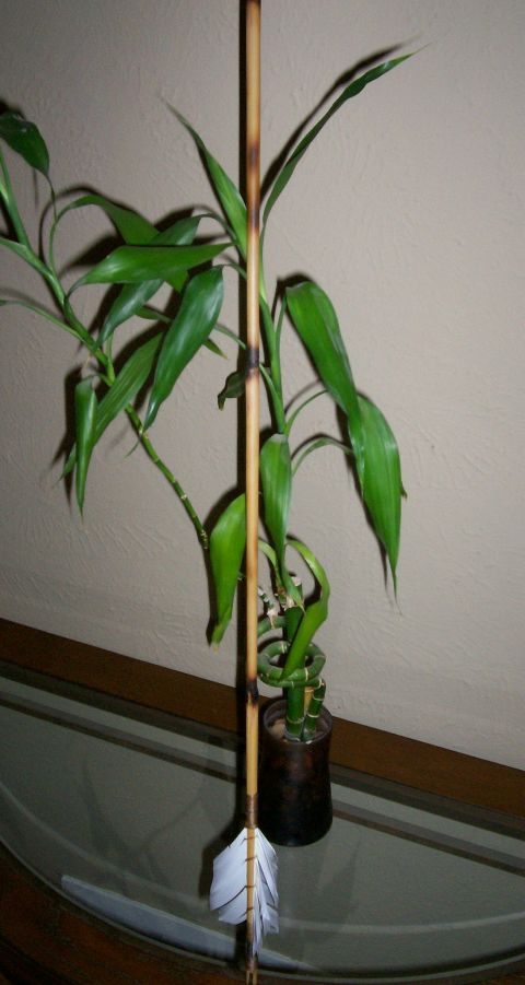 1993 Ford Bronco - A lucky bamboo plant is displayed with an arrow, possibly for decoration.