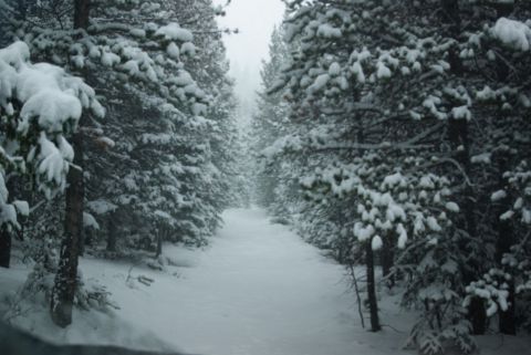 1996 Ford Bronco - A snowy road winds through a dense pine forest.