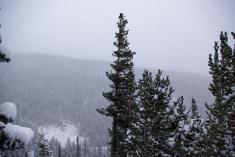 1996 Ford Bronco - A winter scene shows snow-covered pine trees in a mountainous area under a cloudy sky.