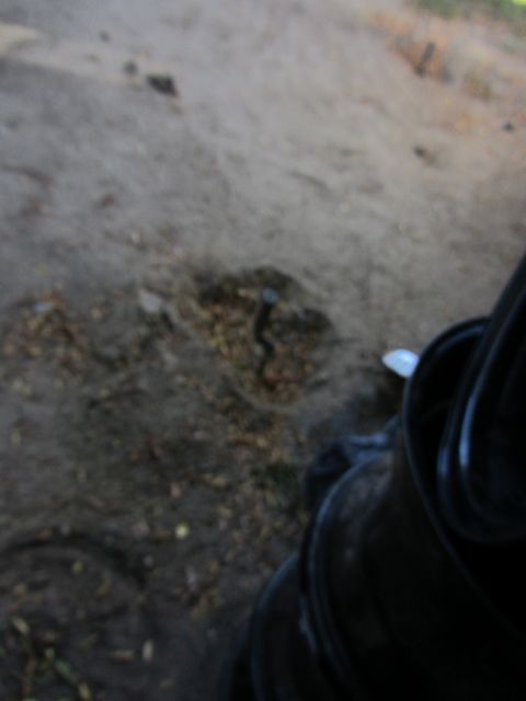 1987 Suzuki Samurai - A snake is visible on the ground near some leaves, with a dark object in the foreground.