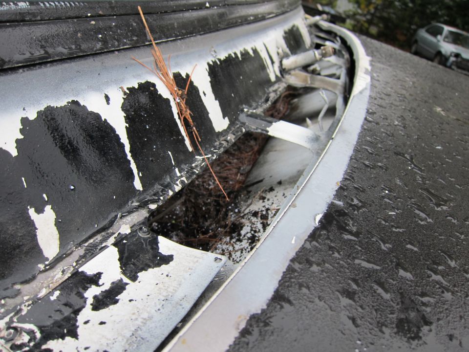 Black windshield cowl with peeling white paint, filled with pine needles and dirt. A silver car is visible in the background