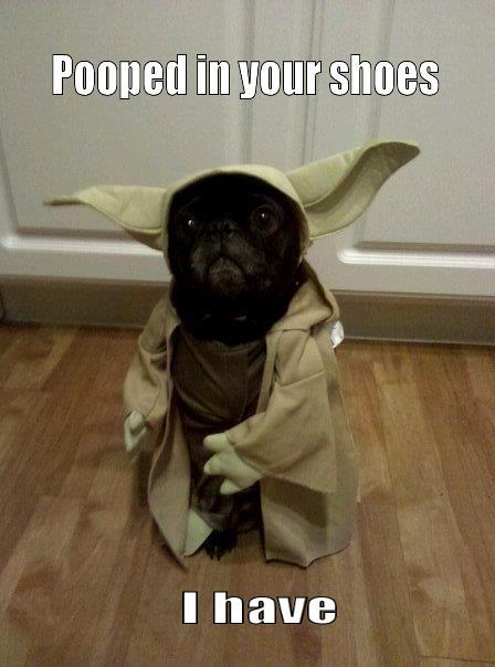 2000 Mercury Grand Marquis - A pug dressed as Yoda is shown standing on a wooden floor with text overlays.