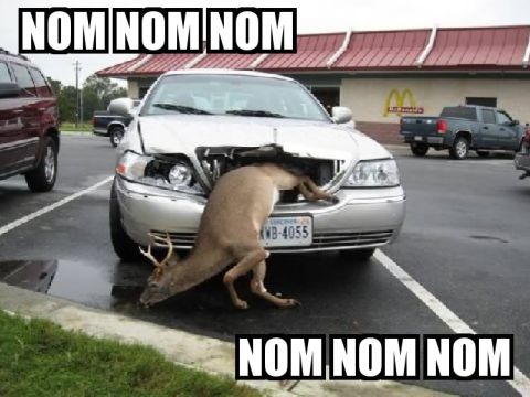 2000 Mercury Grand Marquis - Deer stuck in the grille of a 2000 Mercury Grand Marquis in a parking lot.