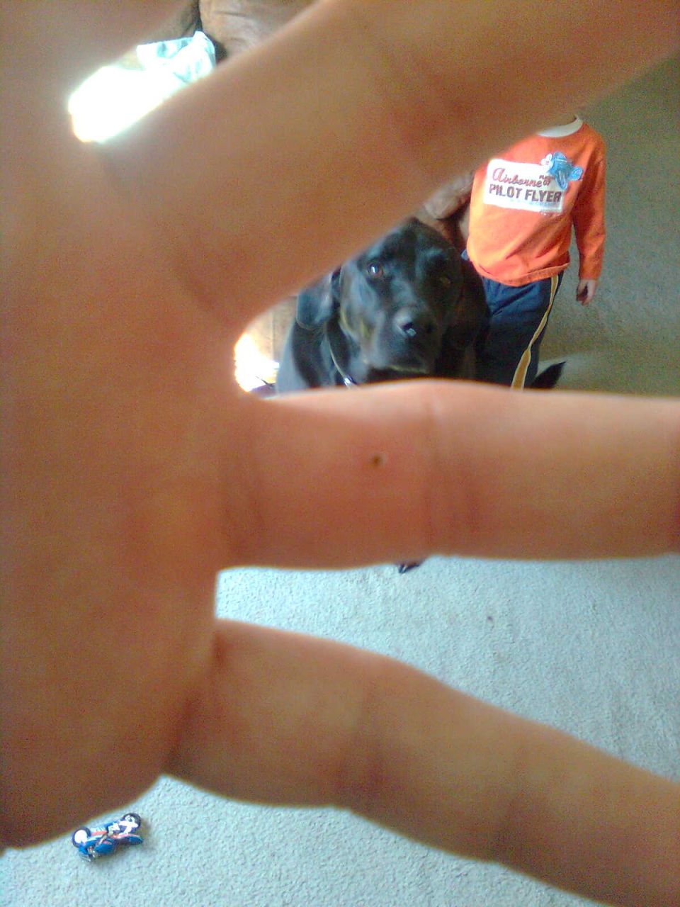 black dog looks at the camera while a child in an orange shirt stands behind it. A person's arm is in the foreground