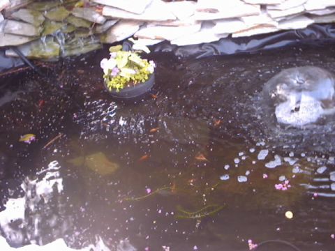 1990 Ford Bronco - A view of a pond with aquatic life and a water feature, surrounded by decorative stones.