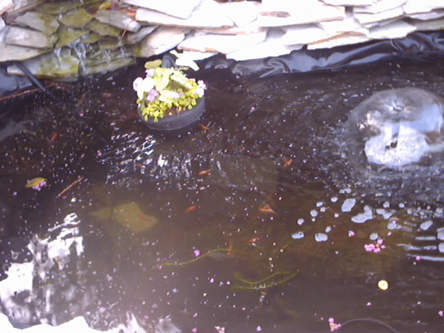 Pond with fish, plants, and a fountain, bordered by rocks