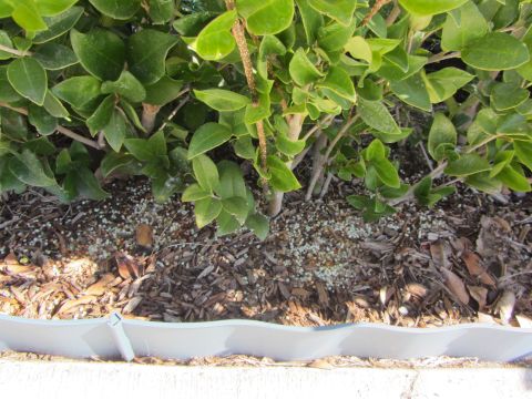 1968 Ford Mustang - Ground cover and foliage in a garden bed, bordered by a white edging strip.