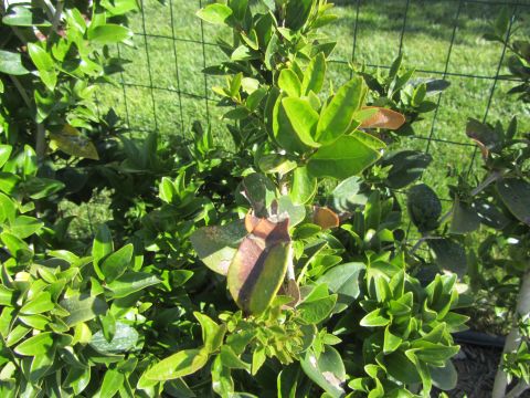 1968 Ford Mustang - A close-up view of dense green foliage with some brown, wilted leaves, set against a backdrop of grass and a wire fence.