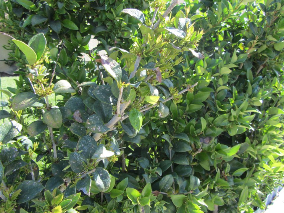 Close-up of dense green foliage with small buds and leaves