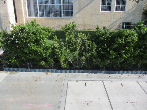 1968 Ford Mustang - A row of green bushes is in front of a building. Concrete slabs are visible in the foreground.