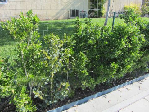 1968 Ford Mustang - A row of green bushes is visible in front of a fence and a building.