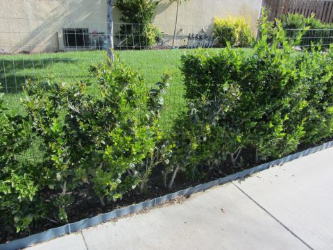 1968 Ford Mustang - A suburban yard features neatly trimmed hedges bordering a concrete walkway and a well-maintained lawn.