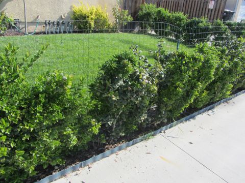 1968 Ford Mustang - Landscaping features a row of bushes, a manicured lawn, and a wooden fence in the background.