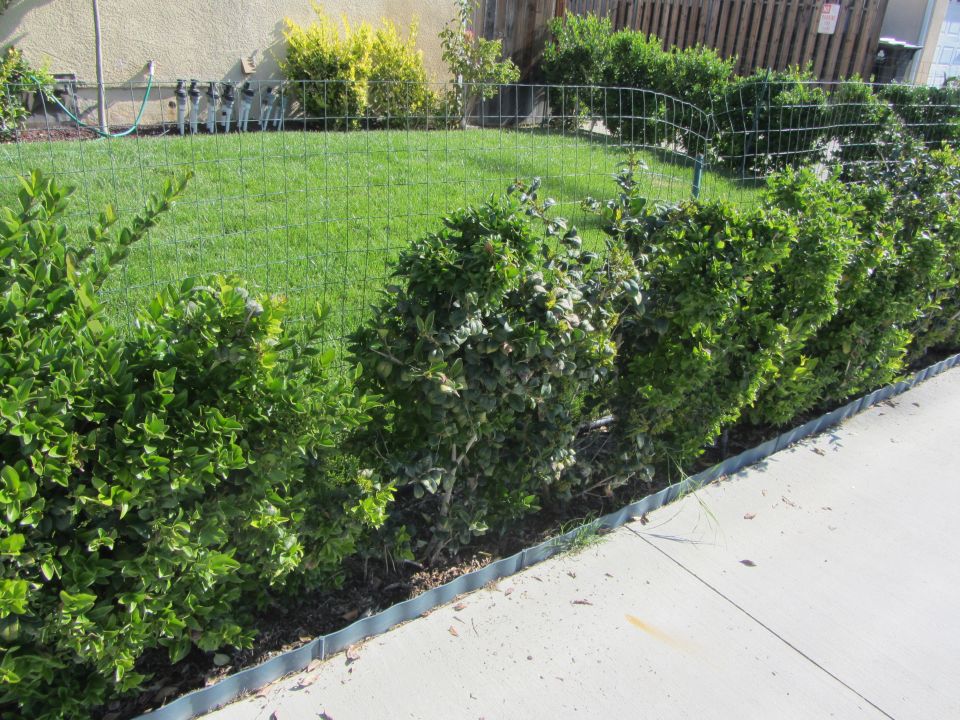 Neatly trimmed bushes line a concrete walkway next to a green lawn and a fence