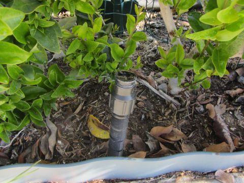 1968 Ford Mustang - A close-up view of an irrigation sprinkler head surrounded by mulch and fallen leaves.
