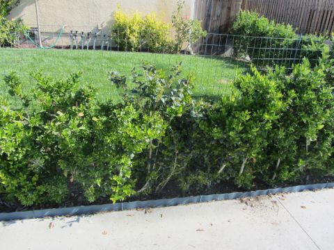 1968 Ford Mustang - A backyard scene with manicured bushes, a grassy lawn, and a fence.