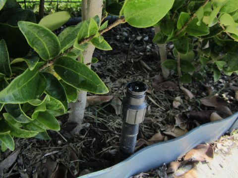 1968 Ford Mustang - An irrigation sprinkler head is visible amongst foliage and mulch, suggesting a garden or landscaping setting.