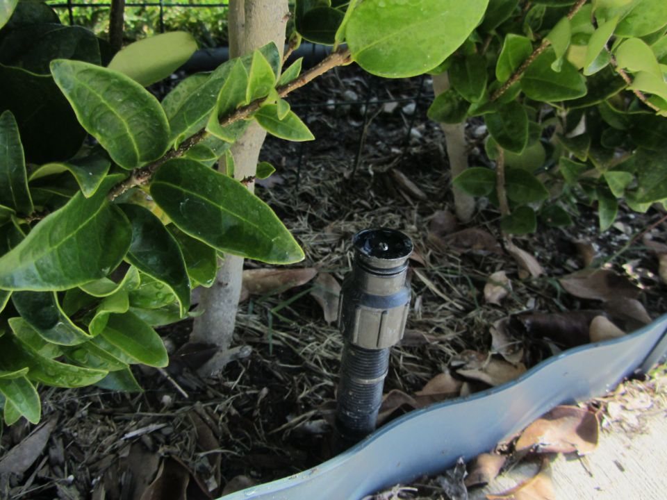 Irrigation sprinkler head among plants and mulch