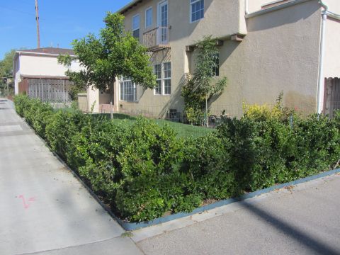 1968 Ford Mustang - A residential building with a well-maintained hedge and lawn is visible on a sunny day.