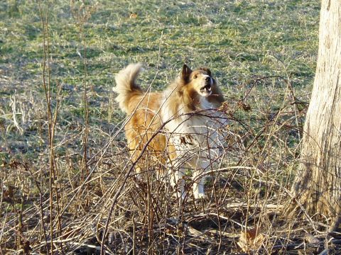 1995 Mercury Grand Marquis - Collie dog in brush with "SUPER MOTORS" watermark visible.