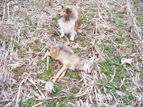 1995 Mercury Grand Marquis - Dog watches over a dead coyote in a field of harvested corn stalks.