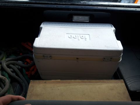1995 Ford Bronco - A white Igloo cooler sits in the cargo area of a vehicle, next to coiled ropes.