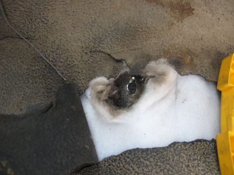 1981 Ford Bronco - Close-up of damaged carpet and insulation, revealing exposed metal underneath.