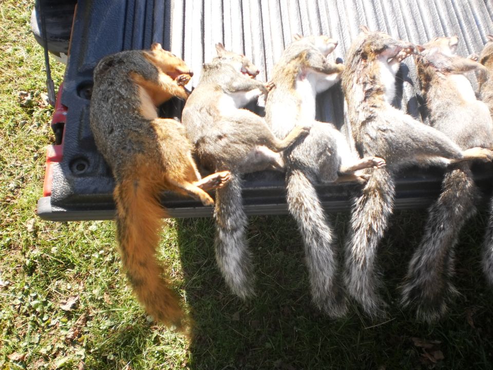Several dead squirrels laid out in the bed of a pickup truck