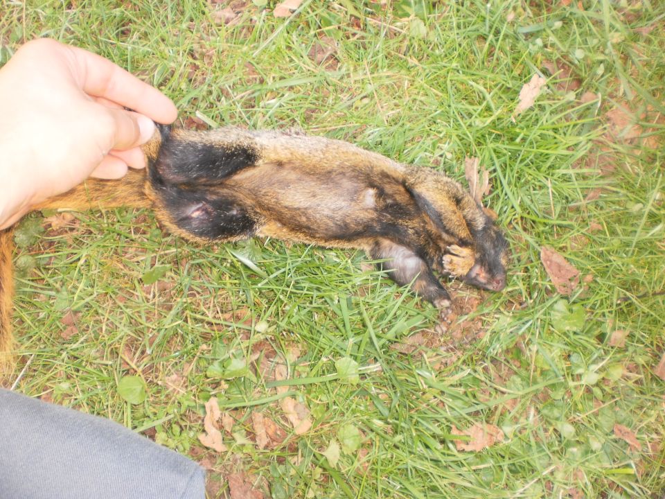 Dead squirrel on grass, held by a hand