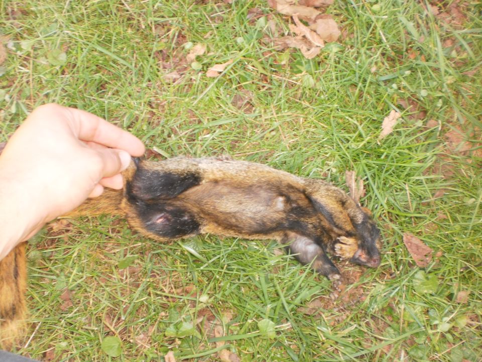 Dead squirrel lying on grass, held by a person's hand