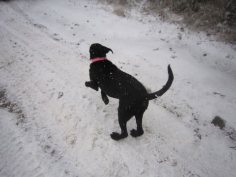 2008 Jeep Wrangler - A black dog is captured mid-play in a snowy outdoor environment.