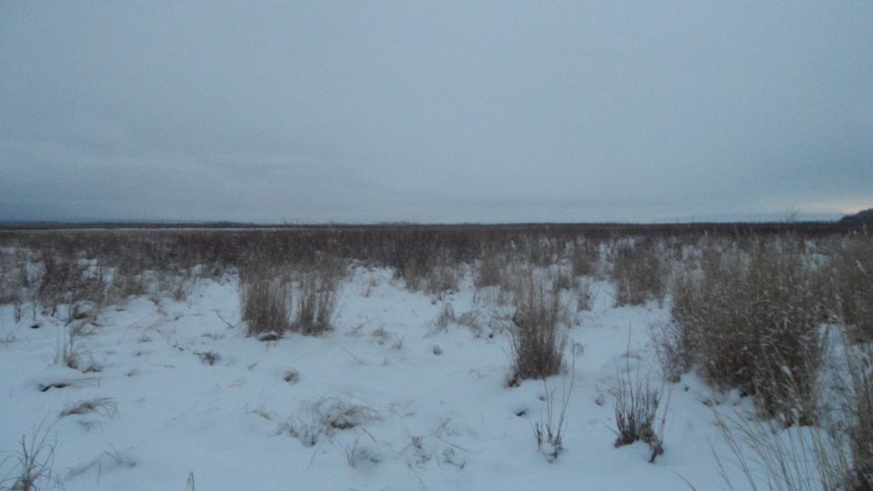 Snowy field with dry grass under an overcast sky