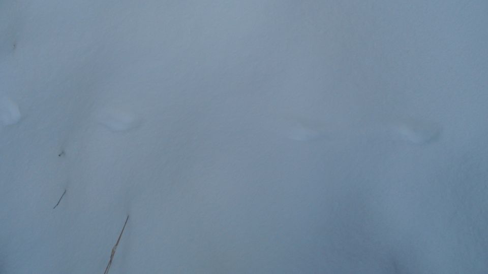 Snowy ground with faint tracks
