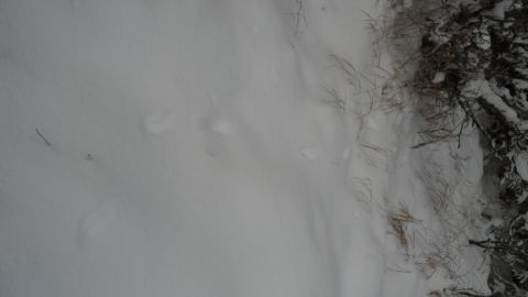 1986 Chevrolet Blazer - Tracks in the snow on a winter day with vegetation visible.