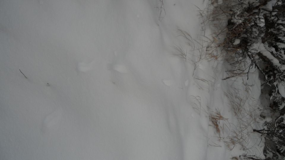 Snowy ground with animal tracks and dry vegetation on the right
