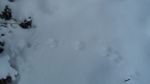 1986 Chevrolet Blazer - Animal tracks are visible in the snow, suggesting recent movement.