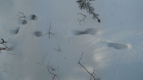 1986 Chevrolet Blazer - Animal tracks are visible in the snow, suggesting recent activity in a winter landscape.