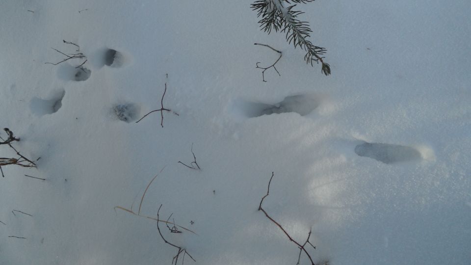 Animal tracks in fresh snow with scattered twigs and a pine branch overhead