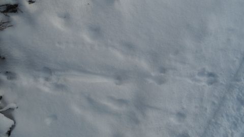 1986 Chevrolet Blazer - Tracks in the snow suggest animal activity in a winter scene.